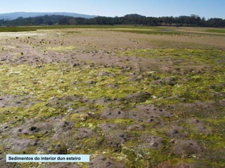 Sedimentos do interior dun esteiro
 