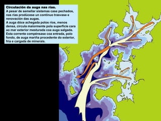 Circulación da auga nas rías.
A pesar de semellar sistemas case pechados,
nas rías prodúcese un contínuo trasvase e
renovación das augas.
A auga dóce achegada polos ríos, menos
densa, circula maiormente pola superficie cara
ao mar exterior mesturada coa auga salgada.
Esta corrente compénsase coa entrada, polo
fondo, de auga mariña procedente do exterior,
fría e cargada de minerais.
 