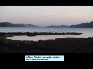 A Ría de Ribadeo é alongada e estreita,
con orientación norte-sur.
 