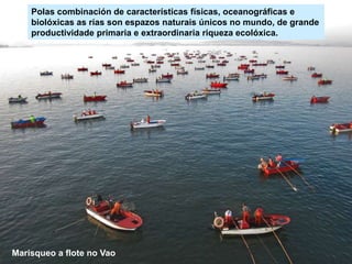 Marisqueo a flote no Vao
Polas combinación de características físicas, oceanográficas e
biolóxicas as rías son espazos naturais únicos no mundo, de grande
productividade primaria e extraordinaria riqueza ecolóxica.
 