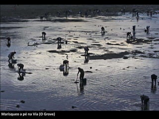 Marisqueo a pé na Vía (O Grove)
 