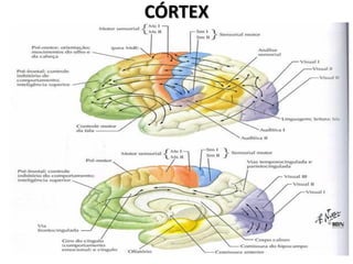 CÓRTEX
 