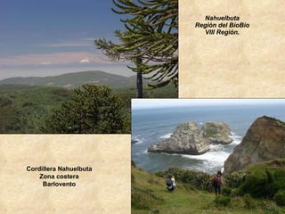 Nahuelbuta Región del BíoBío VIII Región. Cordillera Nahuelbuta Zona costera Barlovento 