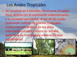 Los Andes Tropicales
• Se Localizan en Colombia, Venezuela, Ecuador,
Perú, Bolivia (en el continente sudamericano) ,
y la sociedad aprovecha al pie de los andes
realizando cultivos de plantas tropicales
(como Coca en Bolivia).En los pisos
intermedios realiza cultivos en terraza,
ganadería de invernada y minería (la mas
significativa).
 