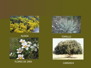 ALIAGA TOMILLO FLORES DE JARA CARRASCA 