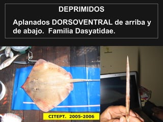 DEPRIMIDOS
Aplanados DORSOVENTRAL de arriba y
de abajo. Familia Dasyatidae.
CITEPT. 2005-2006
 