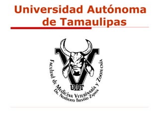 Universidad Autónoma
de Tamaulipas
 