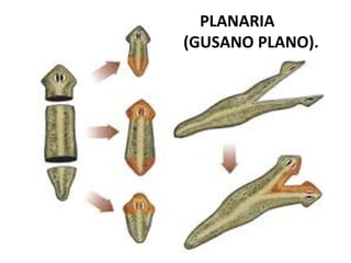PLANARIA
(GUSANO PLANO).