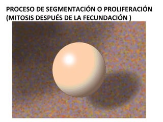 PROCESO DE SEGMENTACIÓN O PROLIFERACIÓN
(MITOSIS DESPUÉS DE LA FECUNDACIÓN )
