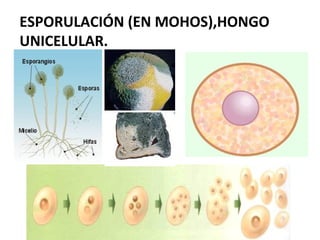 ESPORULACIÓN (EN MOHOS),HONGO
UNICELULAR.