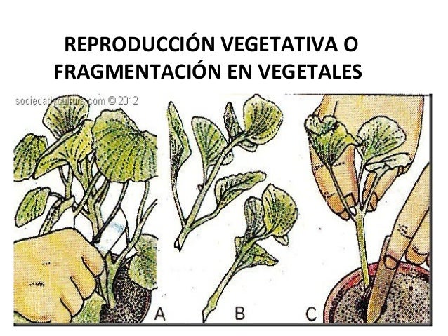 Formas De Rep Asexual Formas De Rep Asexual
