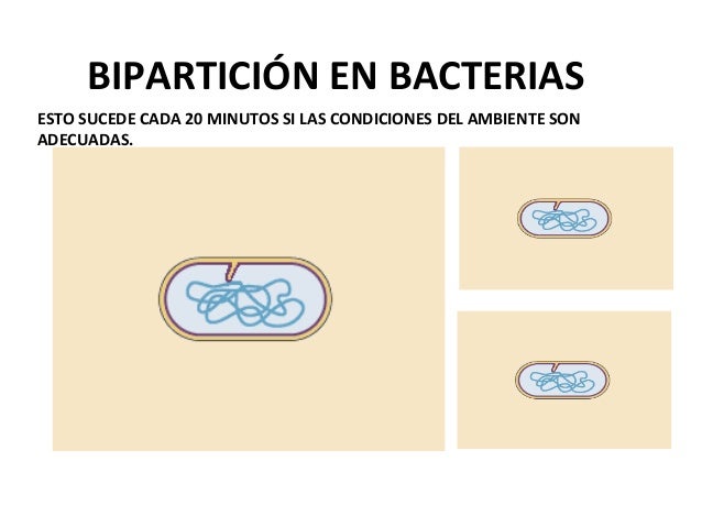 Como sanar el hongo de la planta y las uñas