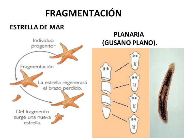 Formas de rep. asexual