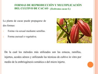 Formas de reproducción y multiplicación del cultivo de CACAO