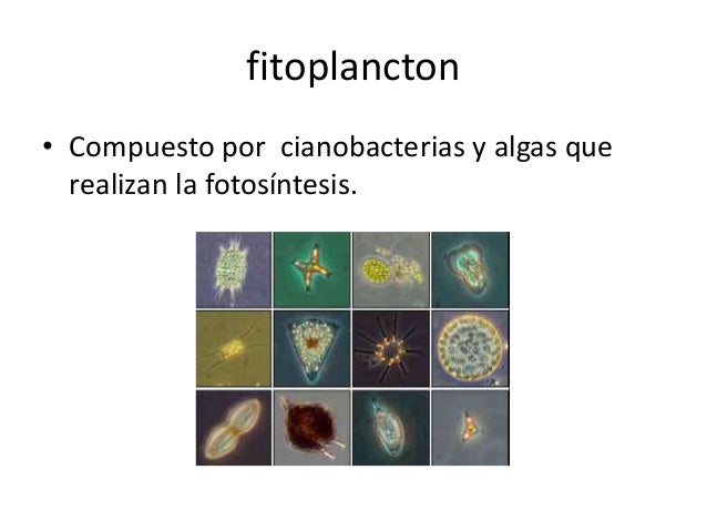 Formas de vida de los organismos en océano