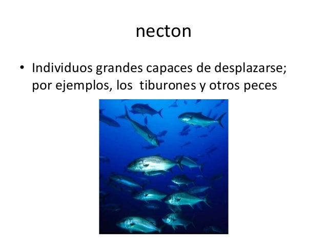 Formas de vida de los organismos en océano