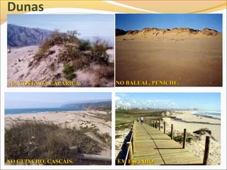 Dunas




NA COSTA DA CAPARICA.   NO BALEAL, PENICHE.




NO GUINCHO, CASCAIS.    EM ESPINHO.
 