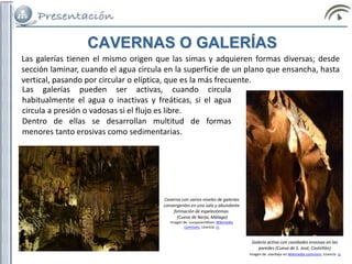 CAVERNAS O GALERÍAS
Las galerías pueden ser activas, cuando circula
habitualmente el agua o inactivas y freáticas, si el agua
circula a presión o vadosas si el flujo es libre.
Dentro de ellas se desarrollan multitud de formas
menores tanto erosivas como sedimentarias.
Galería activa con cavidades erosivas en las
paredes (Cueva de S. José, Castellón)
Imagen de Joanbajo en Wikimedia commons. Licencia cc
Las galerías tienen el mismo origen que las simas y adquieren formas diversas; desde
sección laminar, cuando el agua circula en la superficie de un plano que ensancha, hasta
vertical, pasando por circular o elíptica, que es la más frecuente.
Caverna con varios niveles de galerías
convergentes en una sala y abundante
formación de espeleotemas
(Cueva de Nerja, Málaga)
Imagen de Luzzyacentilloen Wikimedia
commons. Licencia cc
 