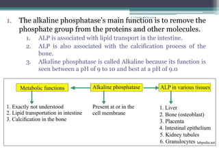 Formation and degradation of bone, markers of bone turnover 2022.pdf