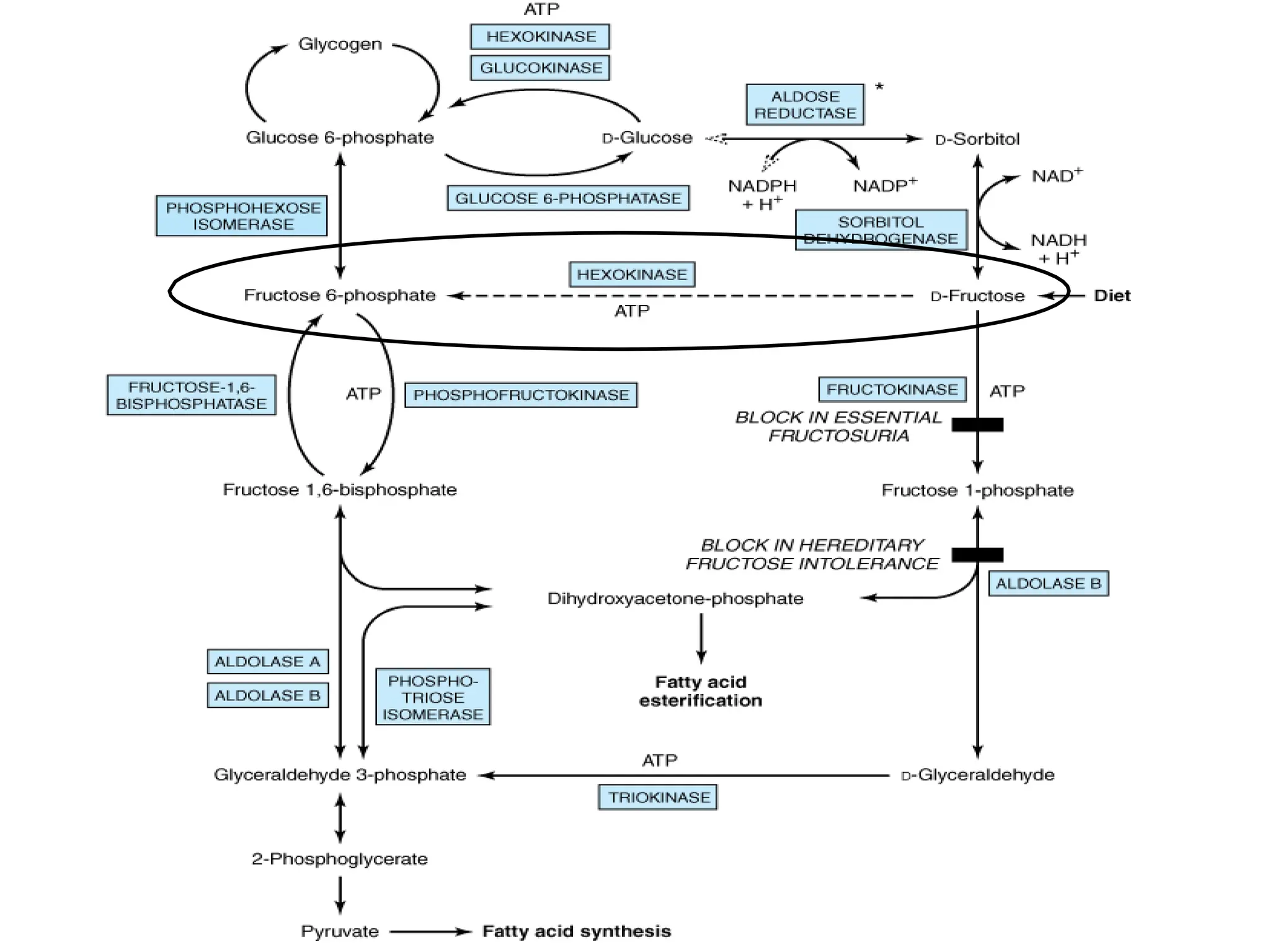 FORMATION AND FATE OF GLUCOSE 6 PHOSPHATE.pptx