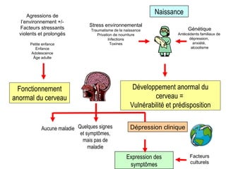 Génétique Antécédents familiaux de  dépression,  anxiété,  alcoolisme Stress environnemental   Traumatisme de la naissance Privation de nourriture Infections Toxines Dépression clinique Expression des symptômes Développement anormal du cerveau =  Vulnérabilité et prédisposition Naissance Fonctionnement anormal du cerveau Facteurs culturels Agressions de l’environnement +/- Facteurs stressants violents et prolongés Petite enfance Enfance Adolescence Âge adulte Quelques signes et symptômes, mais pas de maladie Aucune maladie 