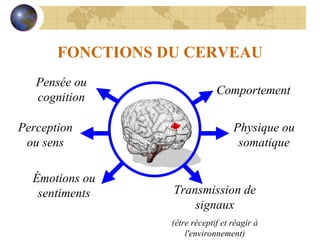 FONCTIONS DU CERVEAU Perception ou sens Émotions ou sentiments Comportement Physique ou somatique Transmission de signaux (être réceptif et réagir à l'environnement) Pensée ou cognition 