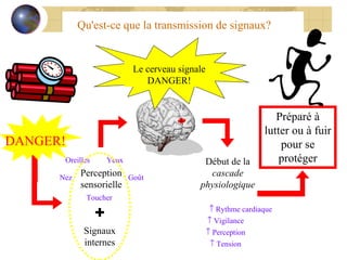 Qu'est-ce que la transmission de signaux? Préparé à lutter ou à fuir pour se protéger Signaux internes DANGER! Le cerveau signale DANGER! Début de la  cascade physiologique    Rythme cardiaque    Tension    Vigilance    Perception Perception sensorielle Goût Toucher Nez Oreilles Yeux 