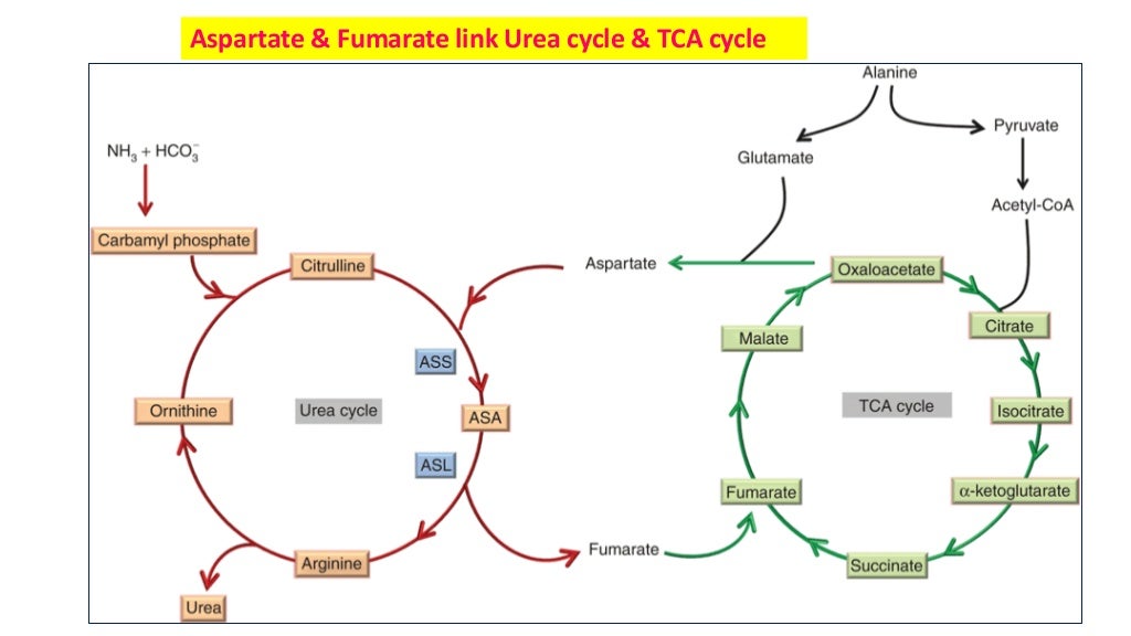 Formation & clinical significance of urea