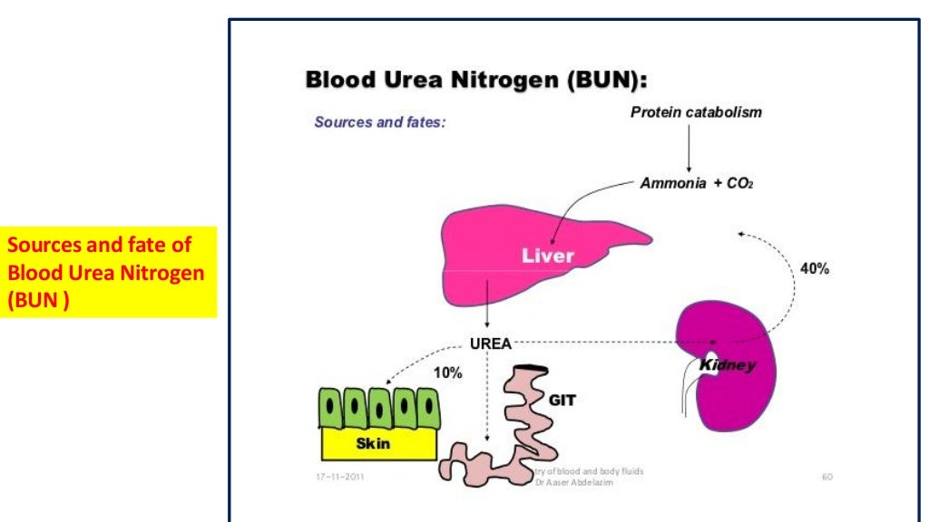 Formation & clinical significance of urea