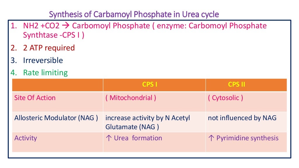 Formation & clinical significance of urea