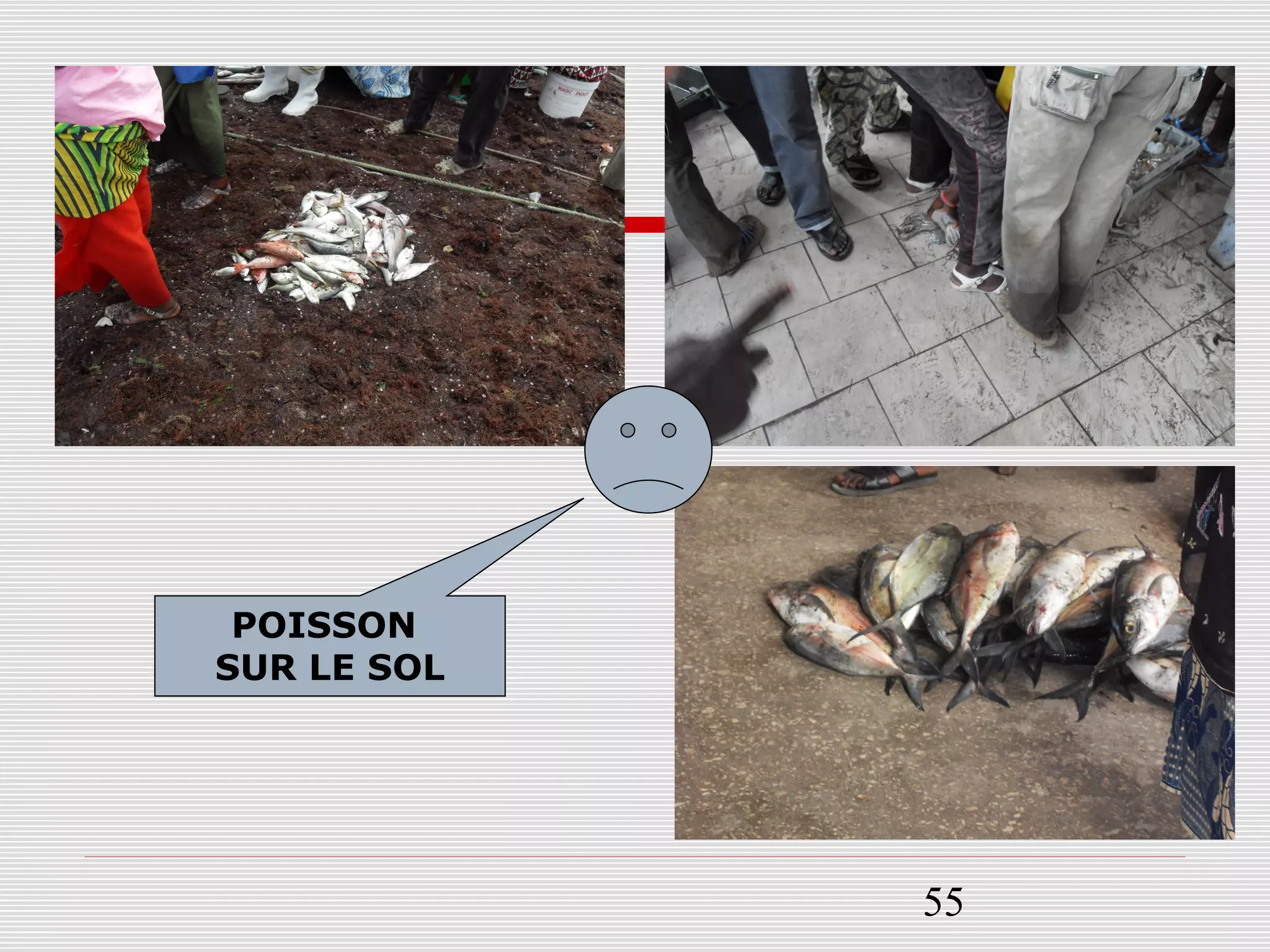 55
POISSON
SUR LE SOL
 