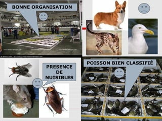 46
BONNE ORGANISATION
POISSON BIEN CLASSIFIÉ
PRESENCE
DE
NUISIBLES
 