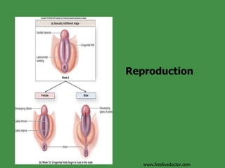 Reproduction www.freelivedoctor.com 