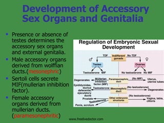 Development of Accessory Sex Organs and Genitalia Presence or absence of testes determines the accessory sex organs and external genitalia. Male accessory organs derived from wolffian ducts.( mesonephric ) Sertoli cells secrete MIF(mullerian inhibition factor). Female accessory organs derived from mullerian ducts. ( paramesonephritic ) www.freelivedoctor.com 