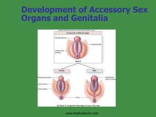 Development of Accessory Sex Organs and Genitalia www.freelivedoctor.com 