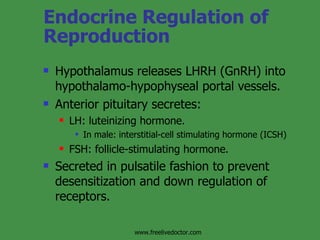 Endocrine Regulation of Reproduction Hypothalamus releases LHRH (GnRH) into hypothalamo-hypophyseal portal vessels. Anterior pituitary secretes: LH: luteinizing hormone.  In male: interstitial-cell stimulating hormone (ICSH) FSH: follicle-stimulating hormone. Secreted in pulsatile fashion to prevent desensitization and down regulation of receptors. www.freelivedoctor.com 