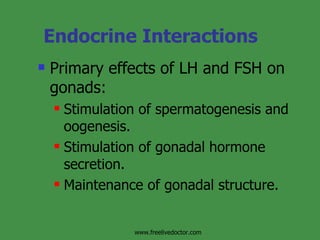 Endocrine Interactions Primary effects of LH and FSH on gonads: Stimulation of spermatogenesis and oogenesis. Stimulation of gonadal hormone secretion. Maintenance of gonadal structure. www.freelivedoctor.com 