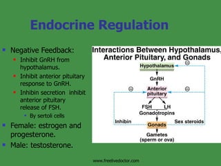Endocrine Regulation Negative Feedback: Inhibit GnRH from hypothalamus. Inhibit anterior pituitary response to GnRH. Inhibin secretion  inhibit anterior pituitary release of FSH. By sertoli cells Female: estrogen and progesterone. Male: testosterone. www.freelivedoctor.com 