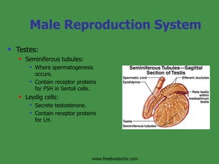Male Reproduction System Testes: Seminiferous tubules: Where spermatogenesis occurs. Contain receptor proteins for FSH in Sertoli cells. Leydig cells:  Secrete testosterone. Contain receptor proteins for LH. www.freelivedoctor.com 