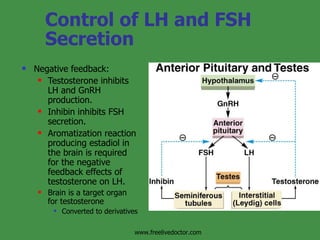 Control of LH and FSH Secretion Negative feedback: Testosterone inhibits LH and GnRH production. Inhibin inhibits FSH secretion.  Aromatization reaction producing estadiol in the brain is required for the negative feedback effects of testosterone on LH. Brain is a target organ for testosterone Converted to derivatives www.freelivedoctor.com 