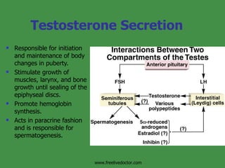Testosterone Secretion Responsible for initiation and maintenance of body changes in puberty. Stimulate growth of muscles, larynx, and bone growth until sealing of the epiphyseal discs. Promote hemoglobin synthesis. Acts in paracrine fashion and is responsible for spermatogenesis. www.freelivedoctor.com 