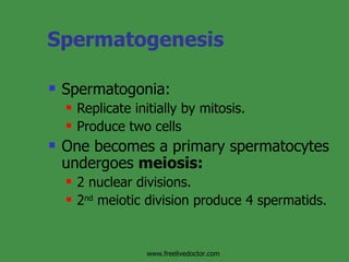 Spermatogenesis Spermatogonia: Replicate initially by mitosis. Produce two cells One becomes a primary spermatocytes undergoes  meiosis: 2 nuclear divisions. 2 nd  meiotic division produce 4 spermatids. www.freelivedoctor.com 