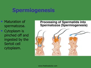 Spermiogenesis Maturation of spermatozoa.  Cytoplasm is pinched off and ingested by the Sertoli cell cytoplasm. www.freelivedoctor.com 