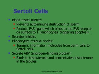 Sertoli Cells Blood-testes barrier: Prevents autoimmune destruction of sperm. Produce FAS ligand which binds to the FAS receptor on surface to T lymphocytes, triggering apoptosis.  Secretes inhibin. Phagocytize residual bodies:  Transmit information molecules from germ cells to Sertoli cells. Secrete ABP (androgen-binding protein): Binds to testosterone and concentrates testosterone in the tubules. www.freelivedoctor.com 