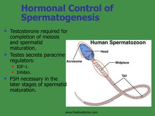 Hormonal Control of Spermatogenesis Testosterone required for completion of meiosis and spermatid maturation. Testes secrete paracrine regulators: IGF-1. Inhibin. FSH necessary in the later stages of spermatid maturation. www.freelivedoctor.com 