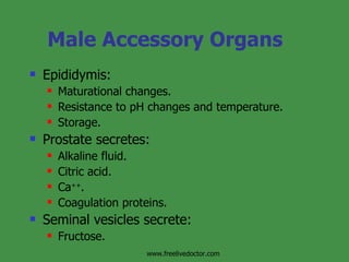 Male Accessory Organs Epididymis:  Maturational changes.  Resistance to pH changes and temperature. Storage. Prostate secretes:  Alkaline fluid. Citric acid. Ca ++ .  Coagulation proteins. Seminal vesicles secrete:  Fructose. www.freelivedoctor.com 