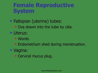 Female Reproductive System Fallopian (uterine) tubes: Ova drawn into the tube by cilia. Uterus: Womb. Endometrium shed during menstruation. Vagina: Cervical mucus plug.  www.freelivedoctor.com 