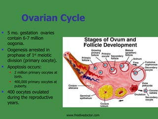 Ovarian Cycle 5 mo. gestation  ovaries contain 6-7 million oogonia. Oogenesis arrested in prophase of 1 st  meiotic division (primary oocyte). Apoptosis occurs: 2 million primary oocytes at birth. 400,000 primary oocytes at puberty. 400 oocytes ovulated during the reproductive years. www.freelivedoctor.com 