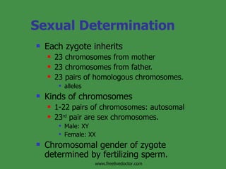 Sexual Determination Each zygote inherits 23 chromosomes from mother 23 chromosomes from father. 23 pairs of homologous chromosomes. alleles Kinds of chromosomes 1-22 pairs of chromosomes: autosomal 23 rd  pair are sex chromosomes. Male: XY Female: XX Chromosomal gender of zygote determined by fertilizing sperm. www.freelivedoctor.com 