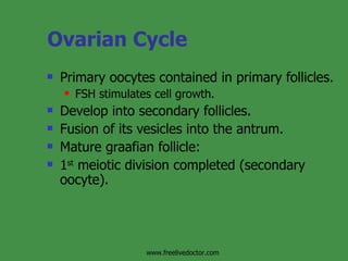 Ovarian Cycle Primary oocytes contained in primary follicles. FSH stimulates cell growth. Develop into secondary follicles. Fusion of its vesicles into the antrum. Mature graafian follicle: 1 st  meiotic division completed (secondary oocyte). www.freelivedoctor.com 